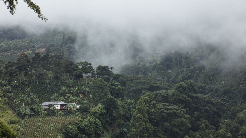 montaña, sierra, cerro colombiano donde se cultiva el café 